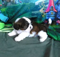 Ryder, a male Shih Tzu for sale in Sanford, NC – Photo 7 of 8