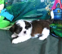 Ryder, a male Shih Tzu for sale in Sanford, NC – Photo 4 of 8