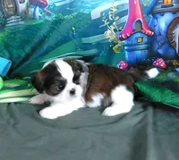 Ryder, a male Shih Tzu for sale in Sanford, NC – Photo 8 of 8