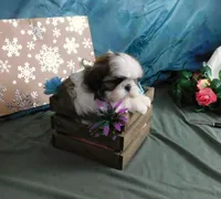 Ryder, a male Shih Tzu for sale in Sanford, NC – Photo 3 of 8