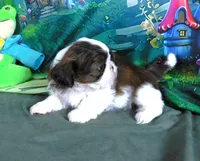 Ryder, a male Shih Tzu for sale in Sanford, NC – Photo 6 of 8
