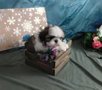 Ryder, a male Shih Tzu for sale in Sanford, NC – Photo 2 of 8