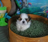 Joy, a female Shih Tzu for sale in Sanford, NC – Photo 3 of 6