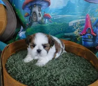Joy, a female Shih Tzu for sale in Sanford, NC – Photo 6 of 6