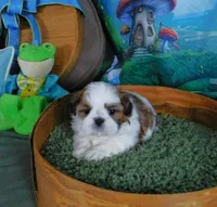 Joy, a female Shih Tzu for sale in Sanford, NC – Photo 4 of 6