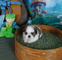 Joy, a female Shih Tzu for sale in Sanford, NC – Photo 5 of 6