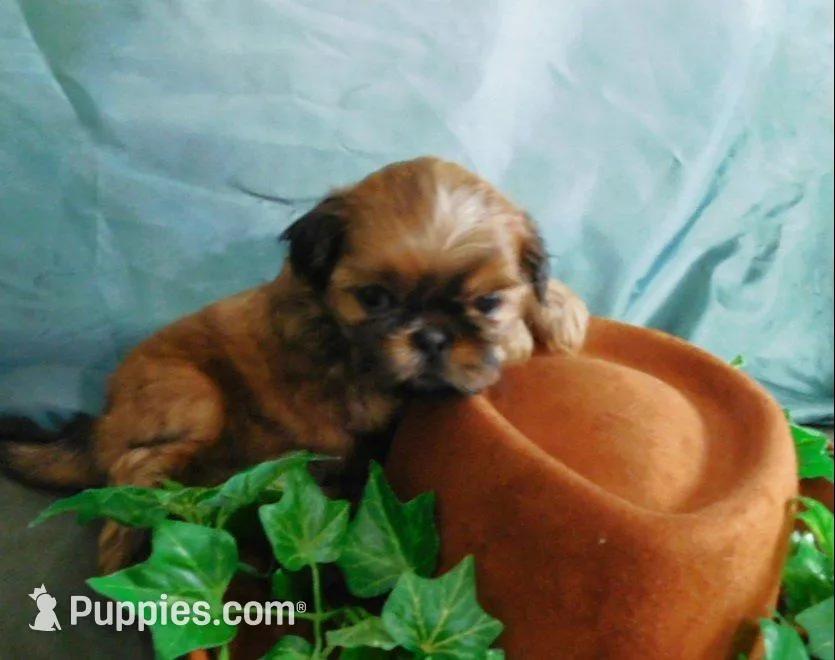 Sax, a male Shih Tzu for sale in Sanford, NC – 4 of 10