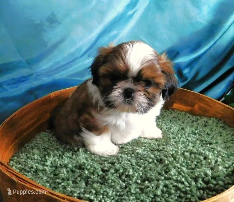 Pippy, a female Shih Tzu for sale in Sanford, NC – Photo 1 of 3