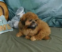 Jazzi's Little Jazz--see VIDEO, a female Shih Tzu for sale in Sanford, NC – 9 of 9