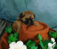 Jazzi's Little Jazz, a female Shih Tzu for sale in Sanford, NC – 6 of 6