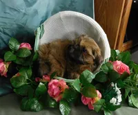 Jazzi's Little Jazz, a female Shih Tzu for sale in Sanford, NC – 2 of 6