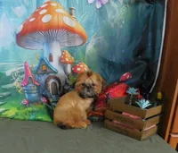 Jazzi's Little Jazz--see VIDEO, a female Shih Tzu for sale in Sanford, NC – 7 of 8