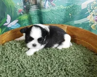Hario, a male Shih Tzu for sale in Sanford, NC – Photo 1 of 2
