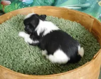 Hario, a male Shih Tzu for sale in Sanford, NC – Photo 2 of 2