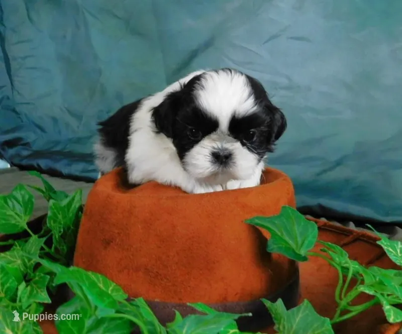 Hario – Shih Tzu puppy for sale in Sanford, NC