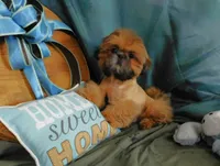 Jazzi's Little Jazz--see VIDEO, a female Shih Tzu for sale in Sanford, NC – 1 of 8