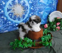 Kix=See Video, a male Shih Tzu for sale in Sanford, NC – Photo 5 of 10