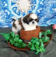 Kix=See Video, a male Shih Tzu for sale in Sanford, NC – Photo 6 of 10