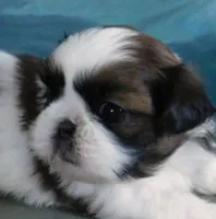 Kix=See Video, a male Shih Tzu for sale in Sanford, NC – Photo 8 of 10