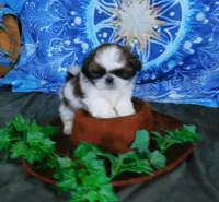Kix=See Video, a male Shih Tzu for sale in Sanford, NC – Photo 4 of 10