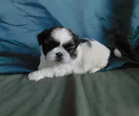 Kix=See Video, a male Shih Tzu for sale in Sanford, NC – Photo 9 of 10