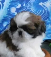 Kix=See Video, a male Shih Tzu for sale in Sanford, NC – Photo 1 of 10