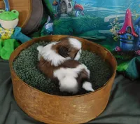 Jax, a male Shih Tzu for sale in Sanford, NC – Photo 3 of 4