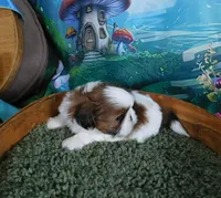 Jax, a male Shih Tzu for sale in Sanford, NC – Photo 2 of 4