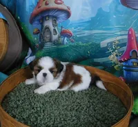 Jax, a male Shih Tzu for sale in Sanford, NC – Photo 4 of 4