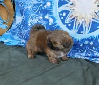 Kip, a male Shih Tzu for sale in Sanford, NC – Photo 3 of 9