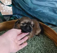 Kip, a male Shih Tzu for sale in Sanford, NC – Photo 7 of 9