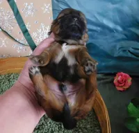 Kip, a male Shih Tzu for sale in Sanford, NC – Photo 8 of 9