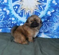 Kip, a male Shih Tzu for sale in Sanford, NC – Photo 1 of 9