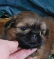 Kip, a male Shih Tzu for sale in Sanford, NC – Photo 6 of 9