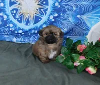 Kip, a male Shih Tzu for sale in Sanford, NC – Photo 4 of 9