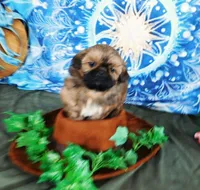 Kip, a male Shih Tzu for sale in Sanford, NC – Photo 2 of 9