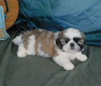 Golden Boy--See Video, a male Shih Tzu for sale in Sanford, NC – Photo 2 of 6