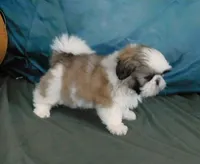Golden Boy--See Video, a male Shih Tzu for sale in Sanford, NC – Photo 3 of 6