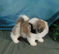 Golden Boy--See Video, a male Shih Tzu for sale in Sanford, NC – Photo 1 of 6