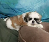 Golden Boy--See Video, a male Shih Tzu for sale in Sanford, NC – Photo 4 of 6