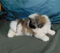 Golden Boy--See Video, a male Shih Tzu for sale in Sanford, NC – Photo 6 of 6