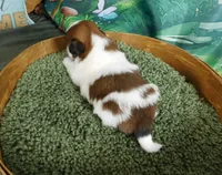 Hitch, a male Shih Tzu for sale in Sanford, NC – Photo 3 of 4