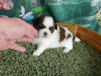 Hitch, a male Shih Tzu for sale in Sanford, NC – Photo 2 of 4