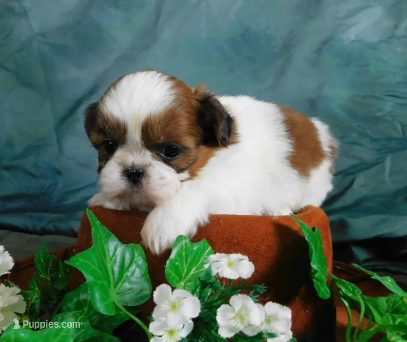 Hitch – Shih Tzu puppy for sale in Sanford, NC