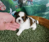 Hitch, a male Shih Tzu for sale in Sanford, NC – Photo 1 of 4