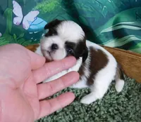 Little Ruby, a female Shih Tzu for sale in Sanford, NC – Photo 1 of 3