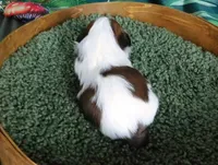 Little Ruby, a female Shih Tzu for sale in Sanford, NC – Photo 3 of 3