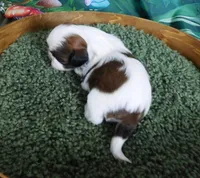 Little Ruby, a female Shih Tzu for sale in Sanford, NC – Photo 2 of 3