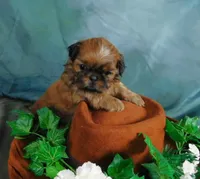 Sax, a male Shih Tzu for sale in Sanford, NC – 2 of 10