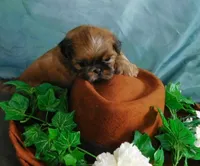 Sax, a male Shih Tzu for sale in Sanford, NC – 5 of 10